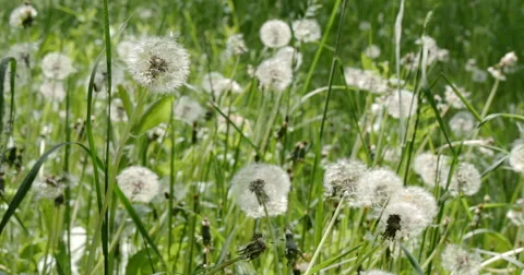 Dandelions in the forest Video stock 63111948