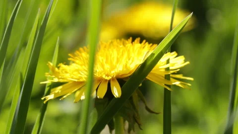 Dandelions in the forest 库存影片 145407110