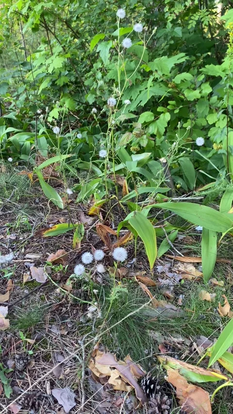 Dandelions in the forest. Vertical video Stock Footage 281177711