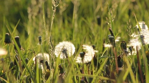 Dandelions in a fresh spring meadow Stock Footage 72407879