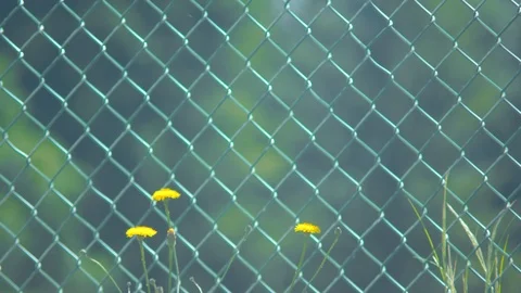 Dandelions in Front of a Fence Stock Footage 90493338