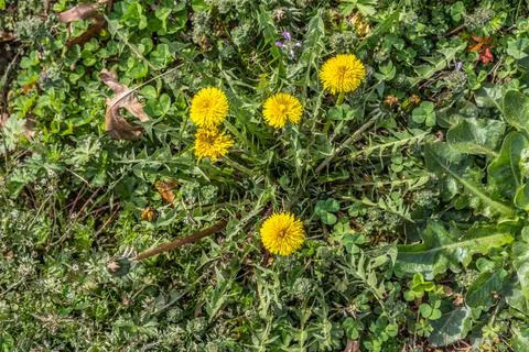 Dandelions in full bloom Stock Photos