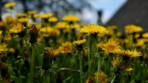 Dandelions in the garden Stock Footage 82265386