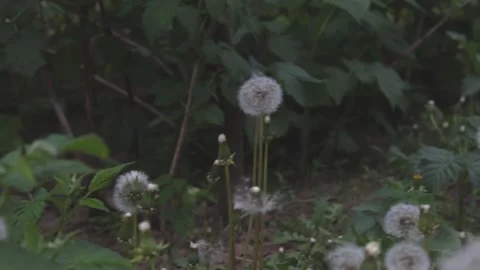 Dandelions in the garden in the grass Video stock 89922418