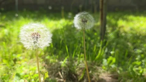 Dandelions in Garden with Green Blurred Background Stock Footage 336387112