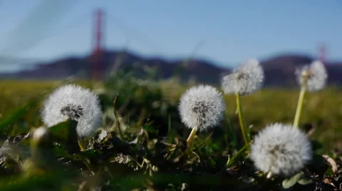 Dandelions with Golden Gate in Background Stock Footage 47489374