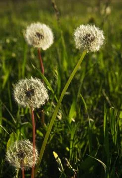 Dandelions in the golden rays of the setting sun as nature background Stock Photos