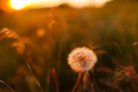 Dandelions in the golden rays of the setting sun as nature background Stock Photos