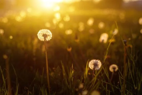 Dandelions in the golden rays of the setting sun as nature background Stock Photos