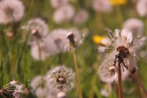 Dandelions in the grass 1 Stock Photos
