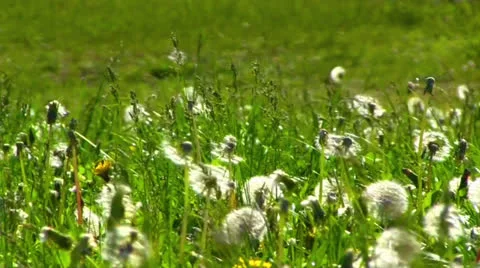 Dandelions on grass background 库存影片 24579025