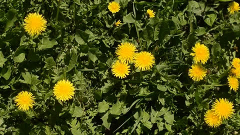 Dandelions on the grass. beautiful grass texture. Stock Footage