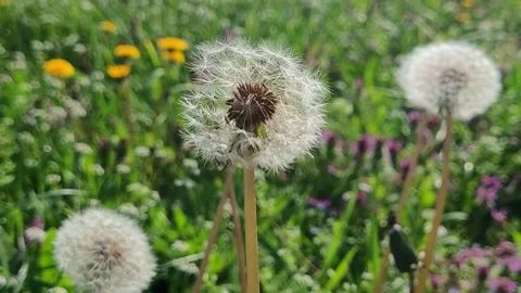 Dandelions in the grass close up Video stock 305915074
