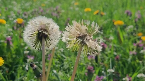 Dandelions in the grass close up Stock Footage 305915075
