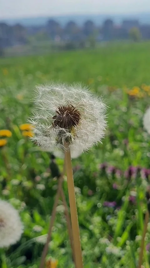 Dandelions in the grass close up Video stock 305915099