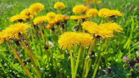 Dandelions in the grass close up Stock Photos