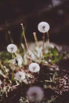 Dandelions in the grass. Close up view Stock Photos