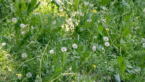 Dandelions in a grass field Stock Footage 92501987