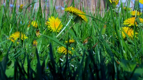 Dandelions in the grass Stock Footage 38585126