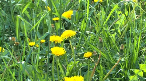 Dandelions in the grass Stock Footage 38585349