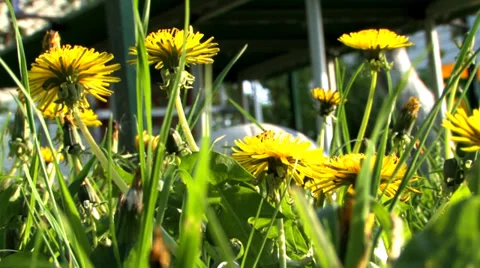 Dandelions in the grass Stock Footage 38586177