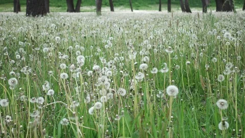 Dandelions in grass Stock Footage 108608183