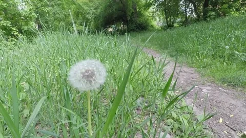 Dandelions in the grass Stock Footage 155487352