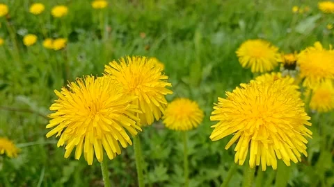 Dandelions in the grass 스톡 동영상 309654957