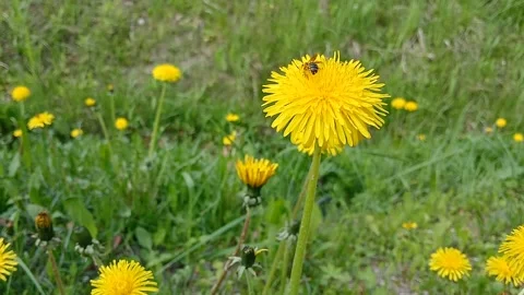 Dandelions in the grass 스톡 동영상 309655006