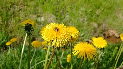 Dandelions in the grass 스톡 동영상 309655029