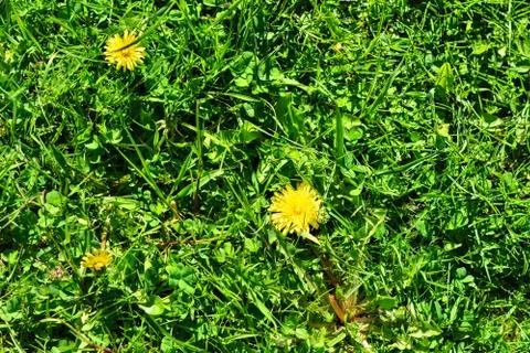 Dandelions on the grass. Stock Photos