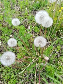Dandelions in the grass Фото