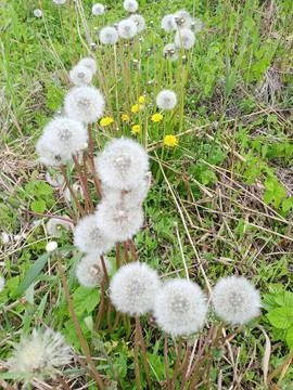 Dandelions in the grass Stockfoto's