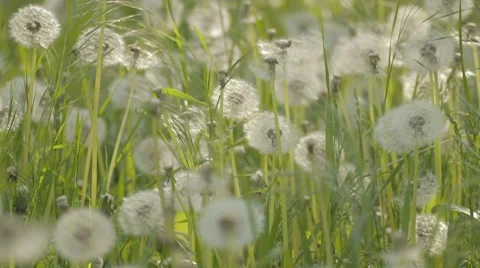 Dandelions in grass rattling from wind gusts Stock Footage 7766724
