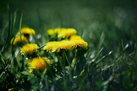 Dandelions in the grass. Selective focus. Stock Photos
