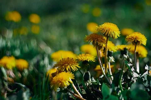Dandelions in the grass. Springtime flowers. Selective focus. 스톡 사진