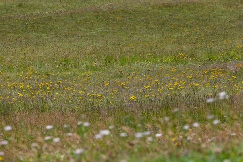 Dandelions on the grass in summer Stock Photos