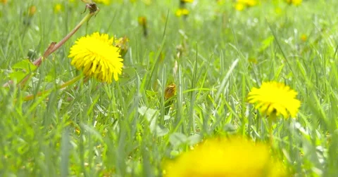 Dandelions in Green Grass - 4k Stock Footage 62793874