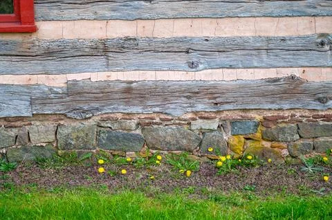 Dandelions green grass at base of rustic colonial log cabin exterior Stock Photos