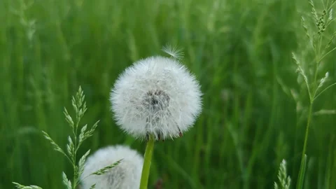 Dandelions on green grass Stock-Footage 334883546