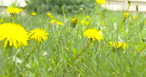 Dandelions in Green Grass - light wind - 4k Video stock 62793821