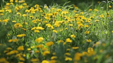 Dandelions on a green meadow Video stock 70381929