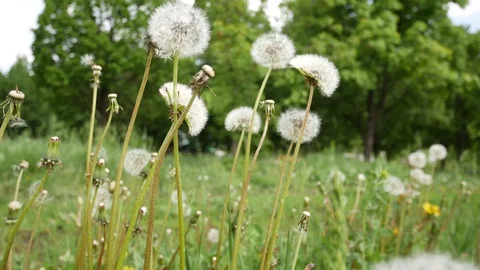 Dandelions in a green meadow Stock Footage 108169027