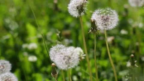 Dandelions in Green Meadow. Stock-Footage 306652681