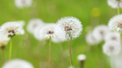 Dandelions growing in the park Stock-Footage 346570084