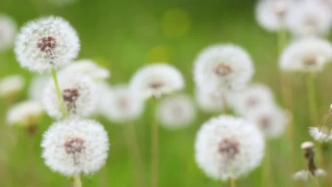 Dandelions growing in the park 動画素材 346570333