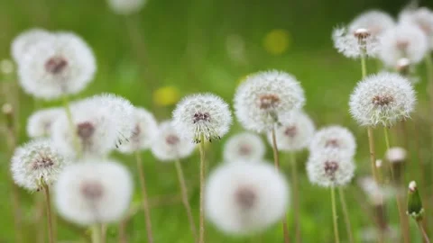 Dandelions growing in the park Vídeo Stock 346570429
