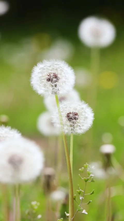 Dandelions growing in the park Vídeo Stock 346570729