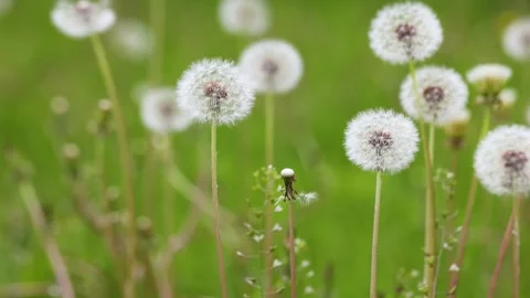 Dandelions growing in the park Stock-Footage 346571683