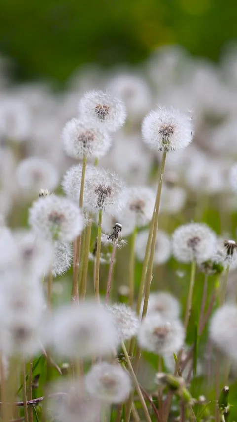 Dandelions growing in the park Stock Footage 346572823